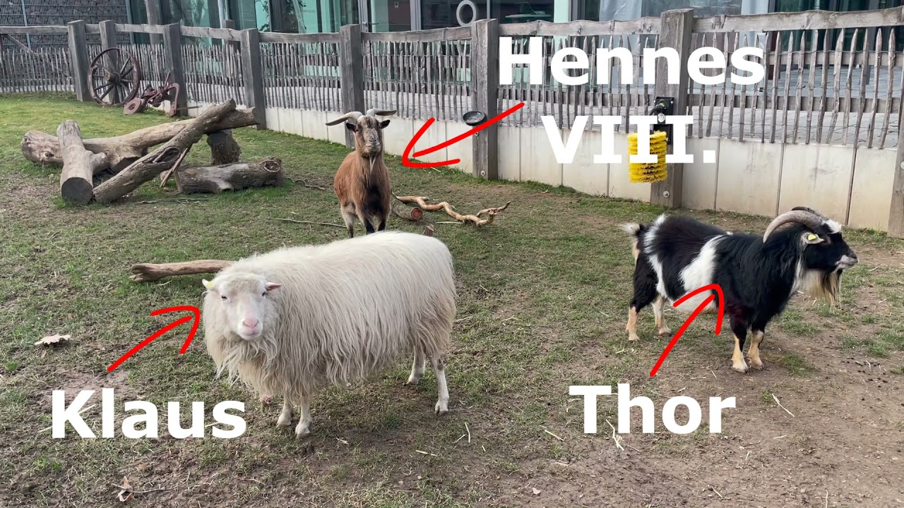 Guck mal - Wie geht es eigentlich Hennes dem IX