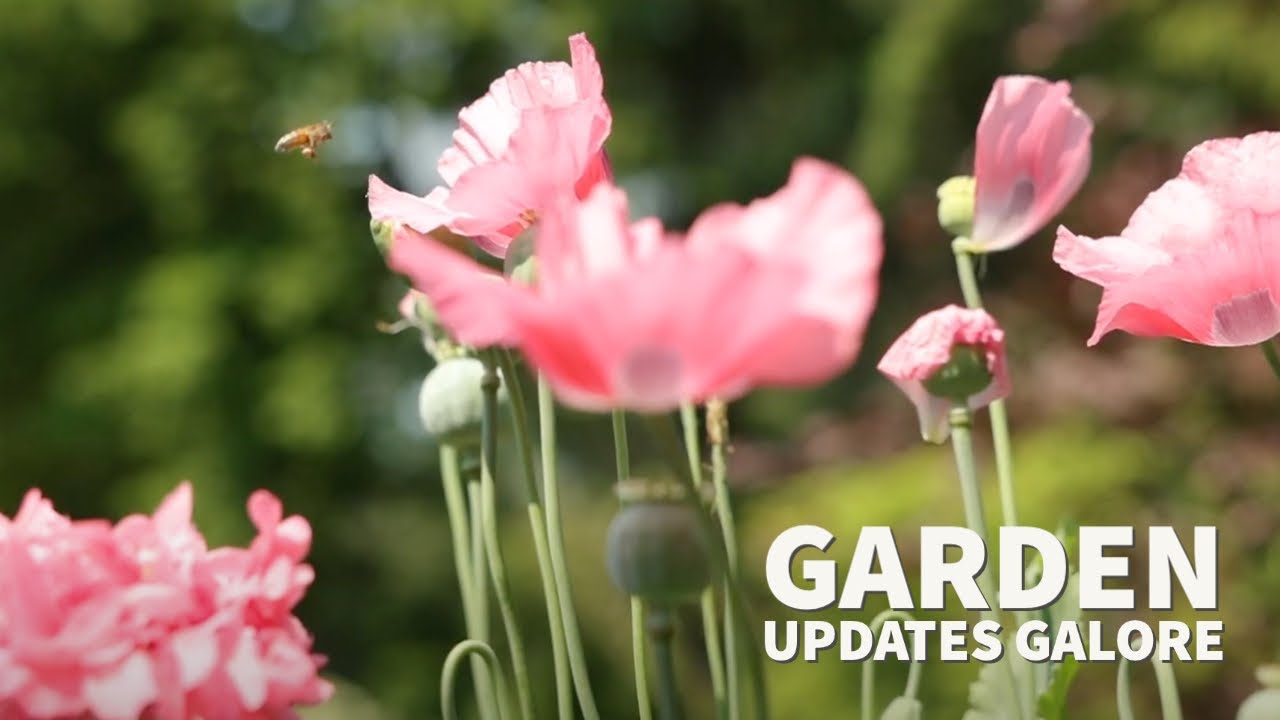 Garden updates galore! 🌿 More containers, more boxwood, chive vinegar, poppies + I have fish!