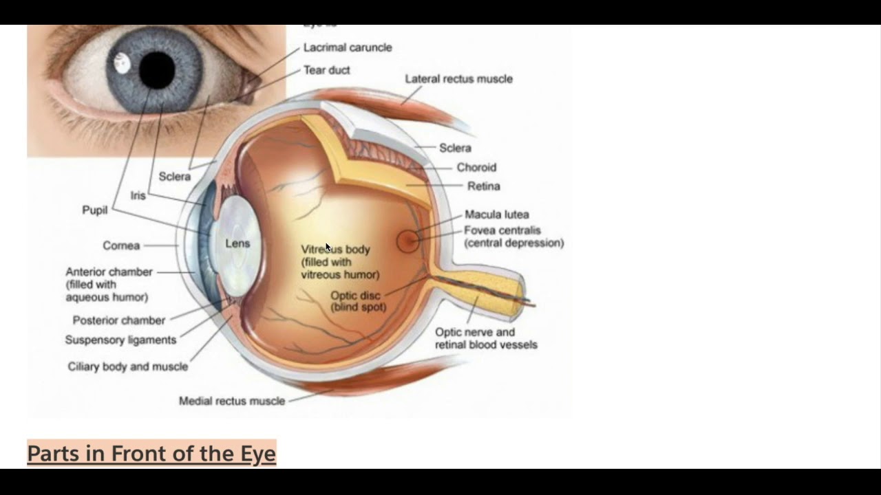 Optician Lesson 1: Anatomical Parts & Function of the Eye