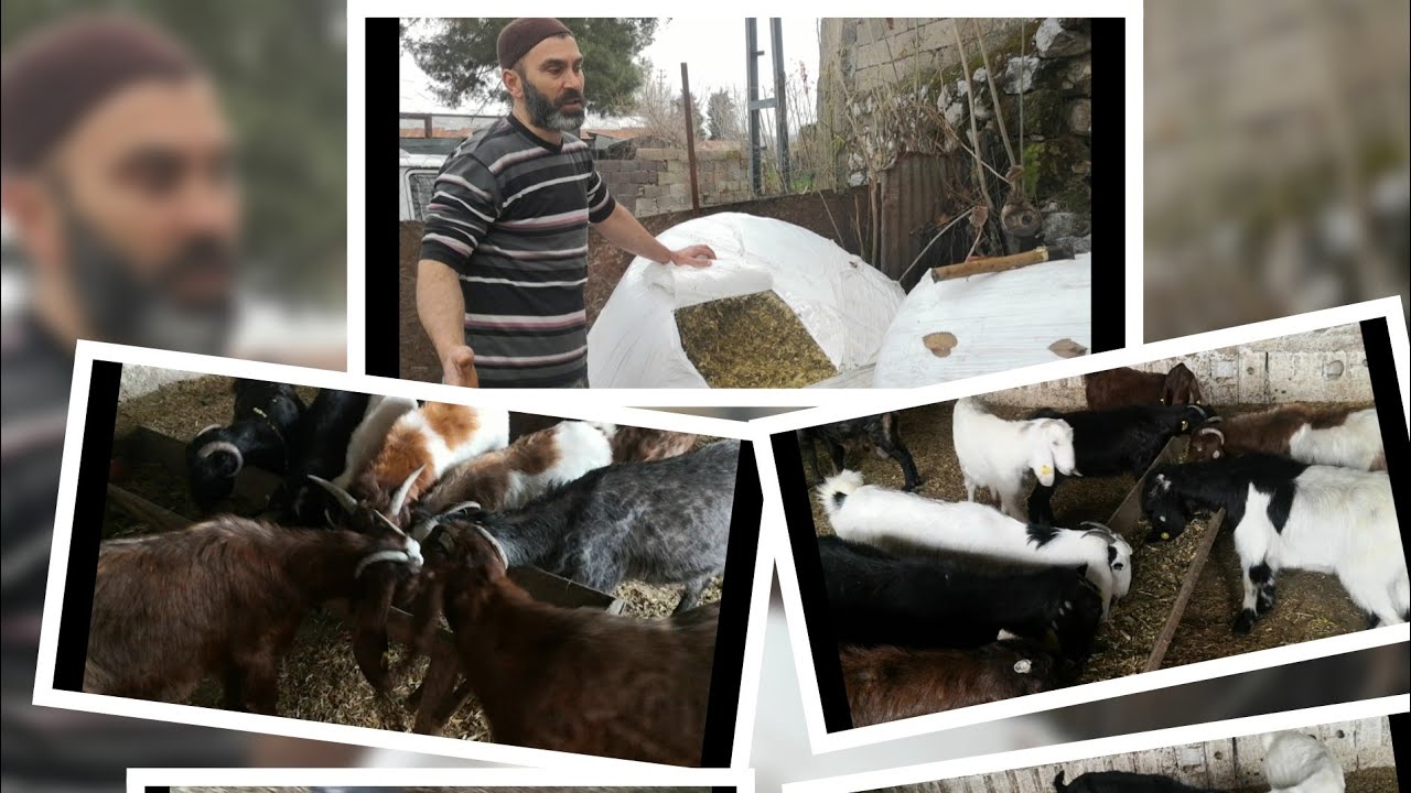 KEÇİLER MISIR SLAJI yermi yemezmi? Denedik bakın ne oldu? #tarım #hayvancılık #keçi  #mısırslajı