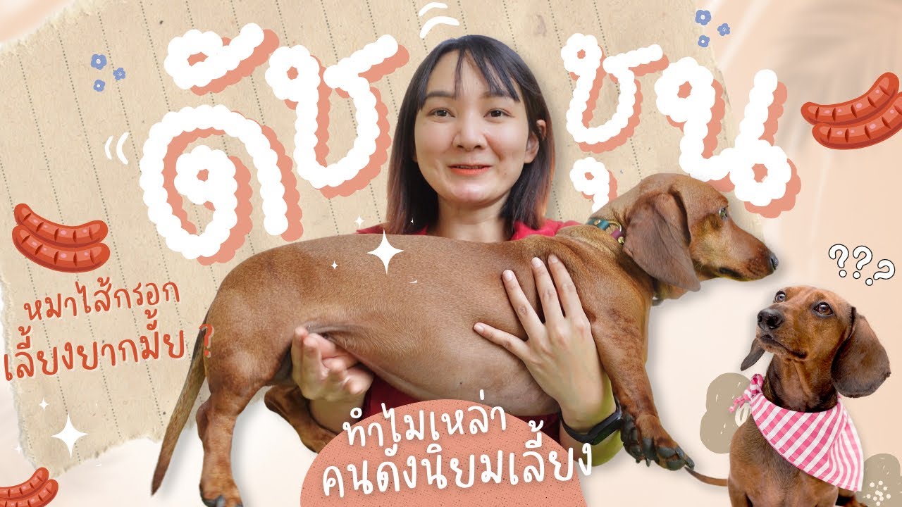 ดัชชุน น่าเลี้ยงแค่ไหน ! หมาไส้กรอกที่คนดังนิยมเลี้ยงกัน (EP.45)