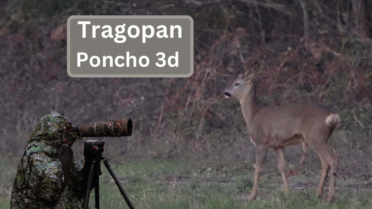 Tragopan Poncho test while filming for Roe Deer