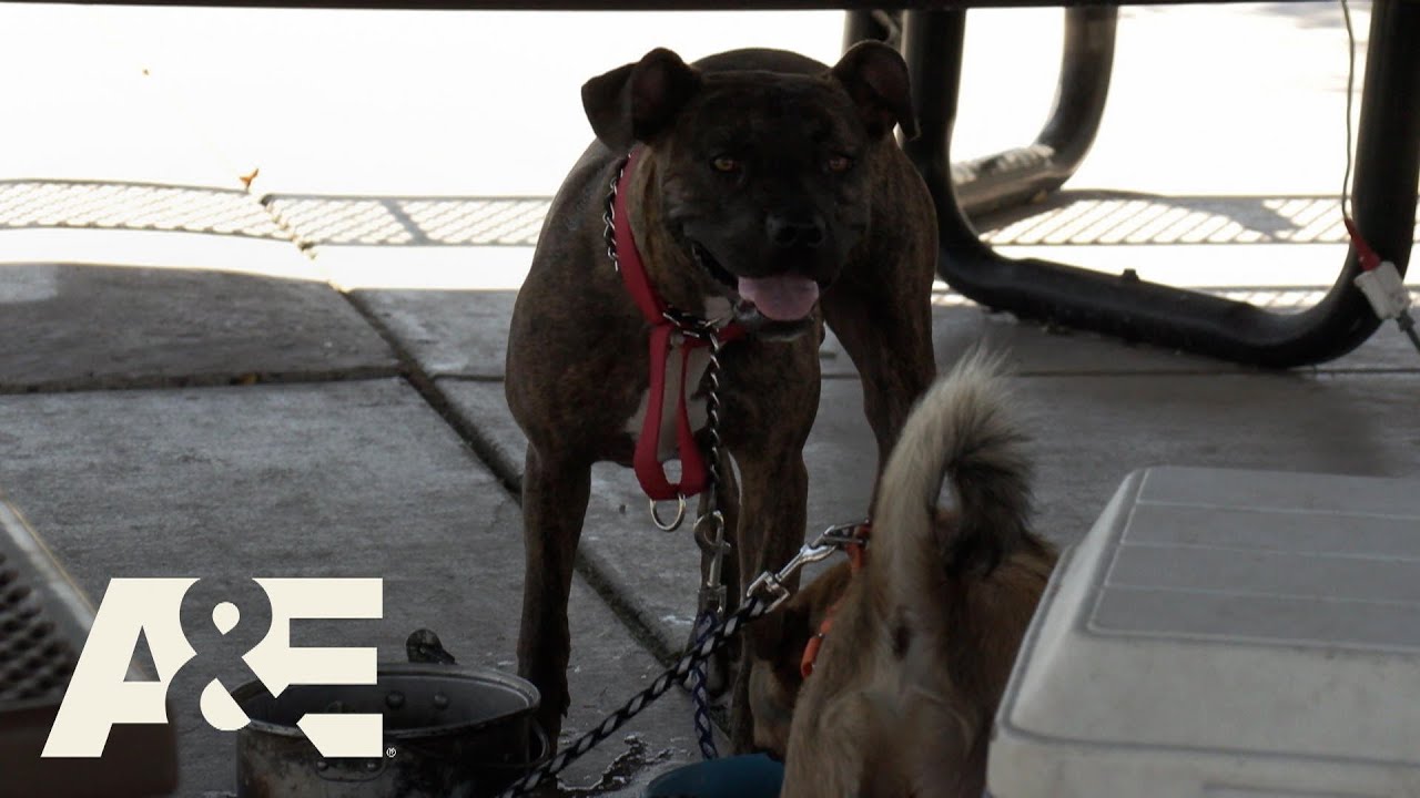 Homeless Woman Overheats, Leaves Dogs to go to Hospital | Live Rescue | A&E
