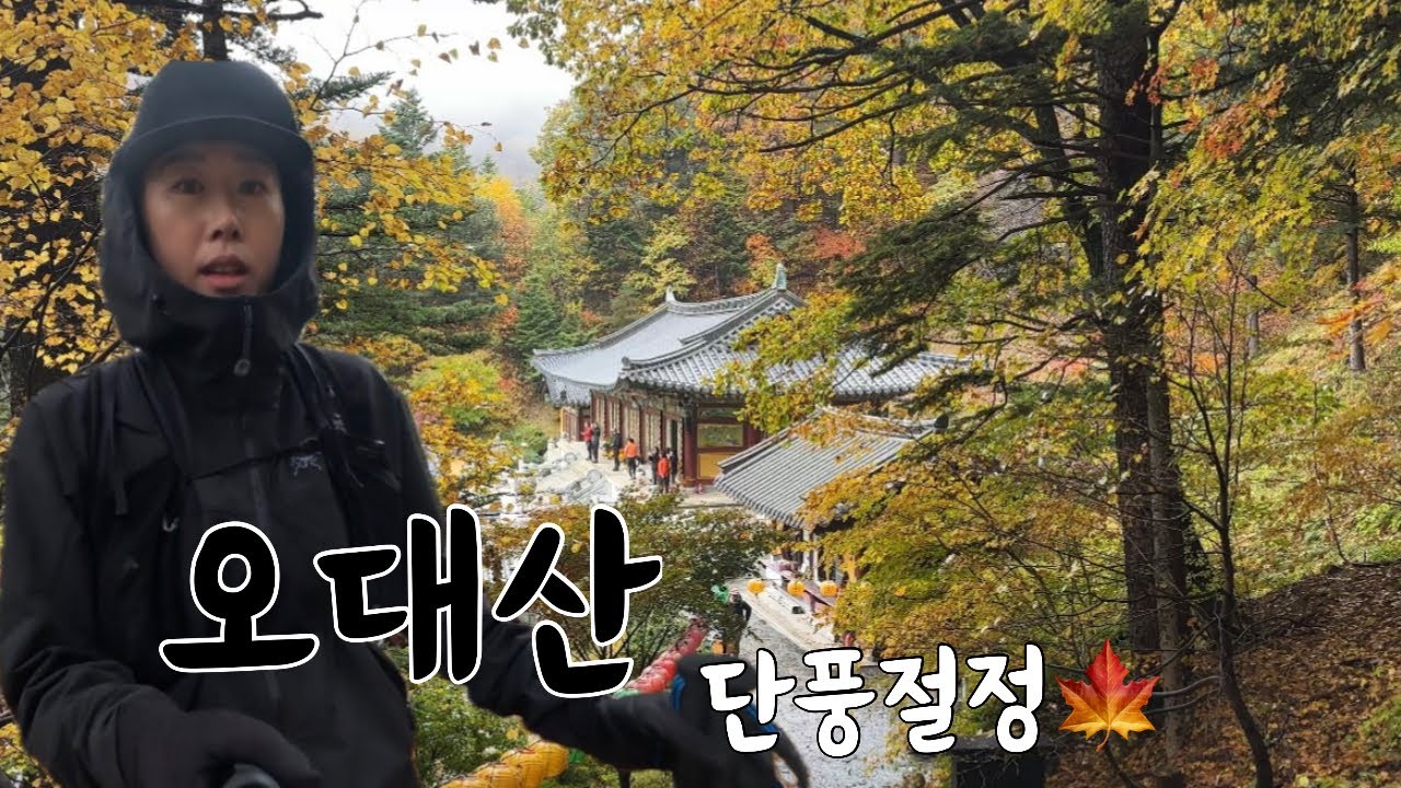 [등산] 강원 오대산/ 단풍 절정 오대산/ 비 피해 왔는데 또 우중산행/ 오대산 최단코스 상원사-중대사자암-적멸보궁-비로봉