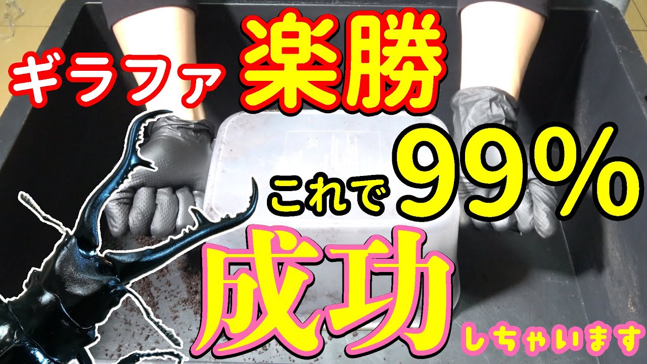 これを見れば爆産確定！？ 割り出し～産卵セット ギラファノコギリの産ませ方公開します