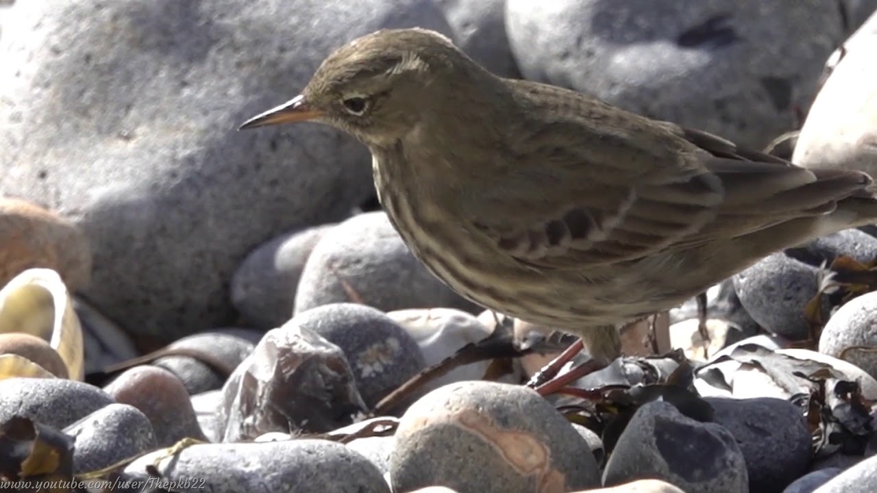 Eurasian Rock Pipit (Anthus petrosus) - Brighton, October 2020