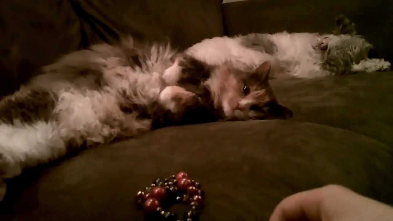 #58 Whisper: Ninja Kitty, Lazy Daisy, and Beads (Vlog)