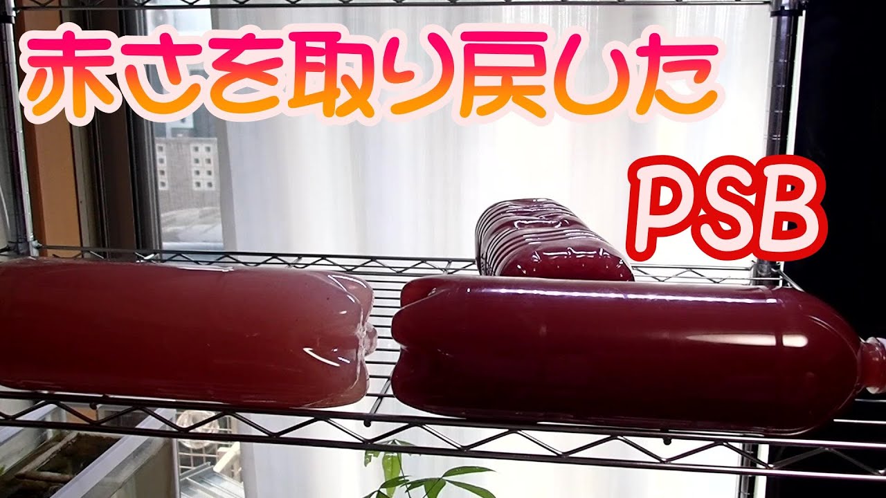 【PSB】復活PSB　餌の追加で赤さを取り戻した光合成細菌。保存方法も見えてきたかな～　培養してたっぷり使おう！！