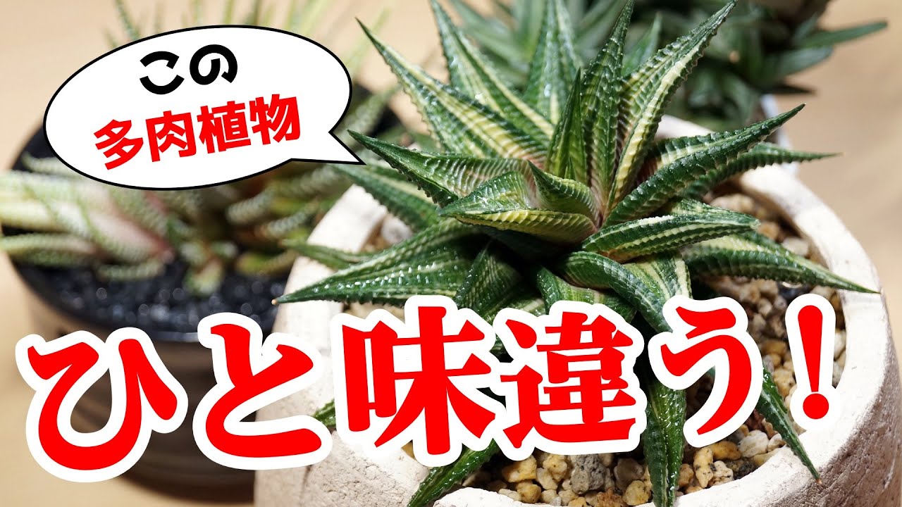 これ、あの観葉植物と同じと思っていませんか？【多肉植物ハオルチア】