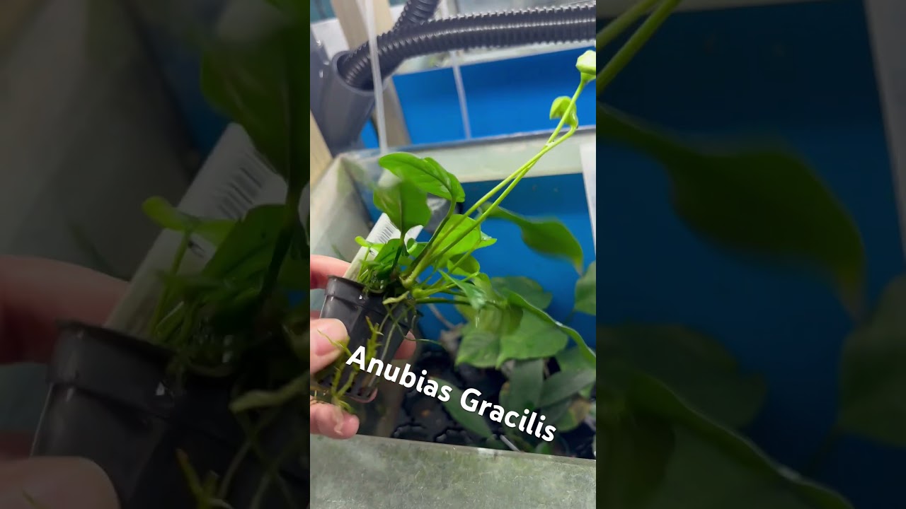 Anubias Gracilis - Aquariumplantenshop