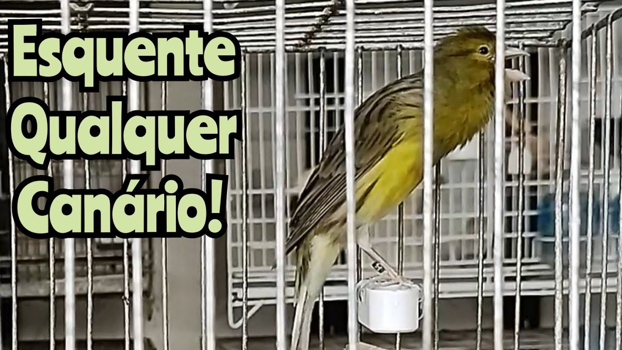 Duas horas para seu can&aacute;rio estourar o canto (gravado em canar&iacute;l)