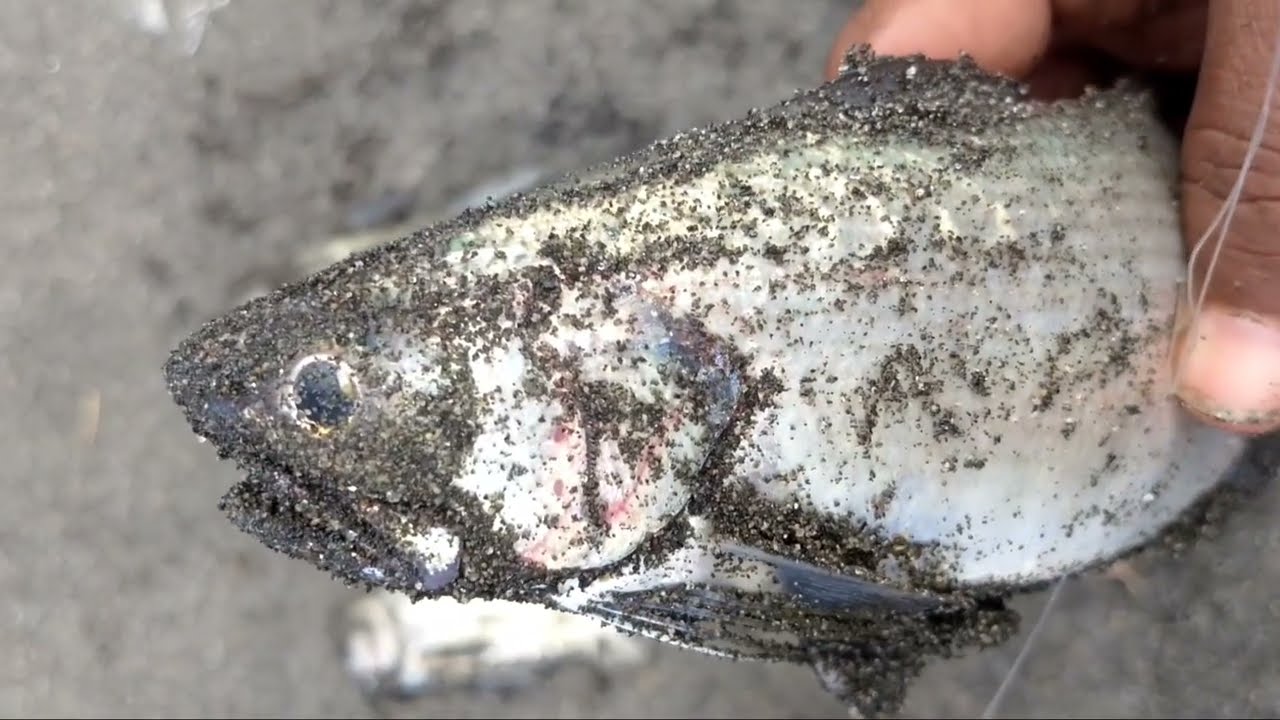 Terbaru,point ikan senangin atau ikan kuro