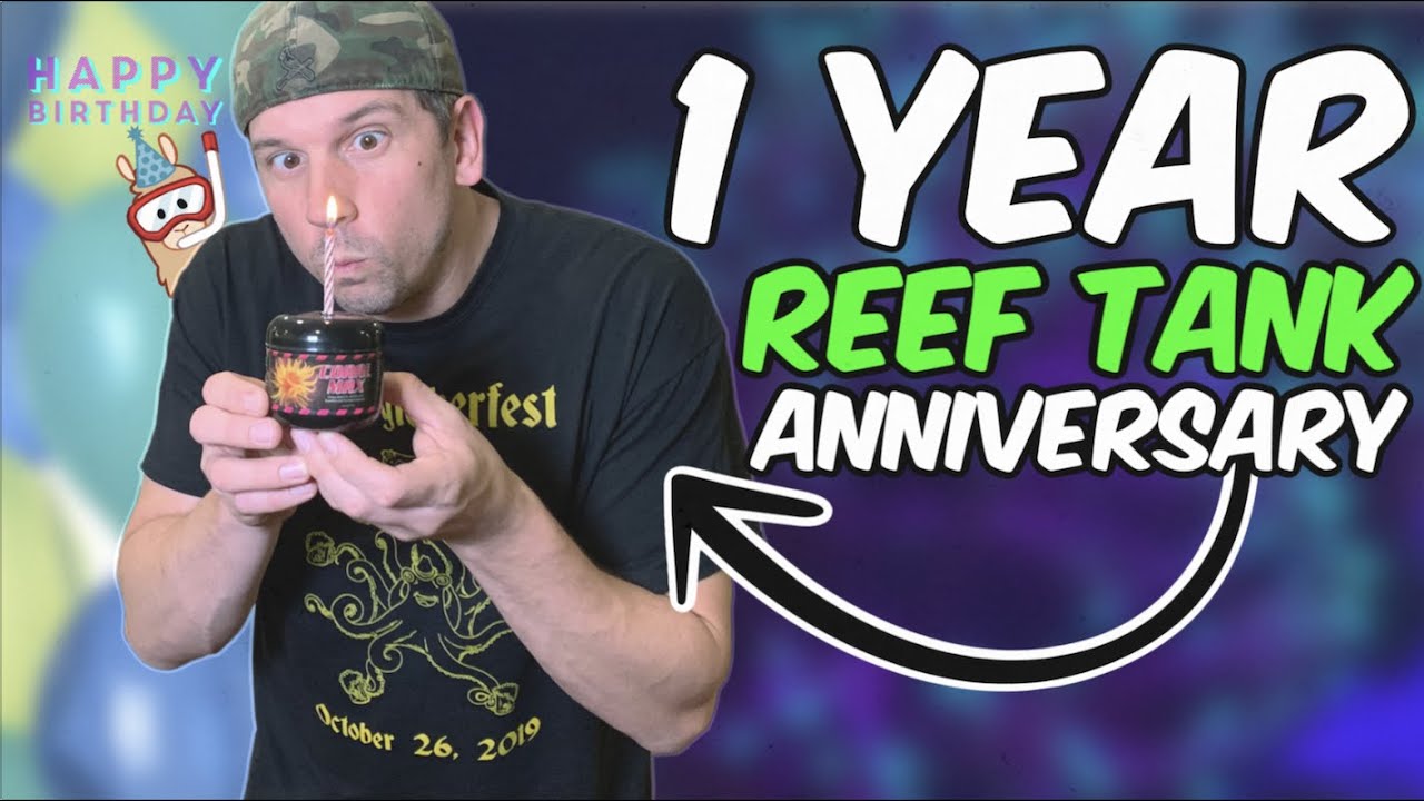 My 25 Gallon Nano Reef Tank Tour (1 Year Anniversary)
