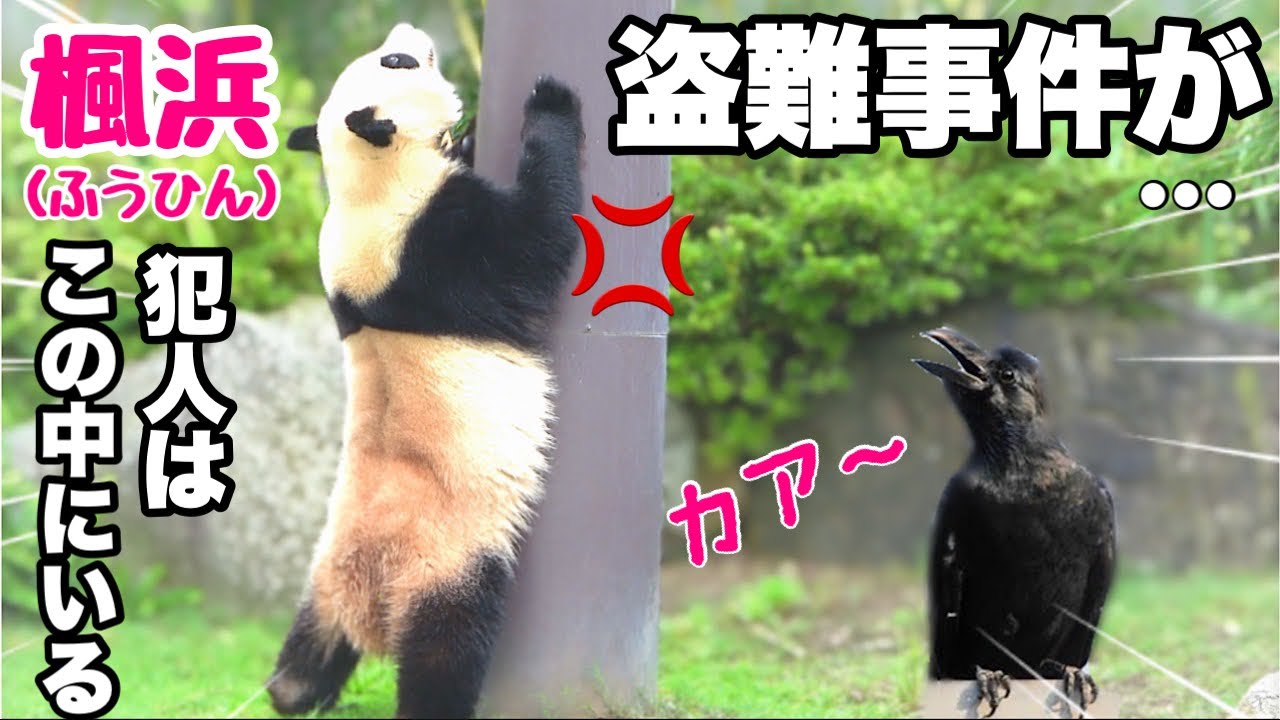 【パンダアイドル楓浜】なんとふうちゃんの大事なビスケットが盗まれた❗️犯人の目星はついている⁉️