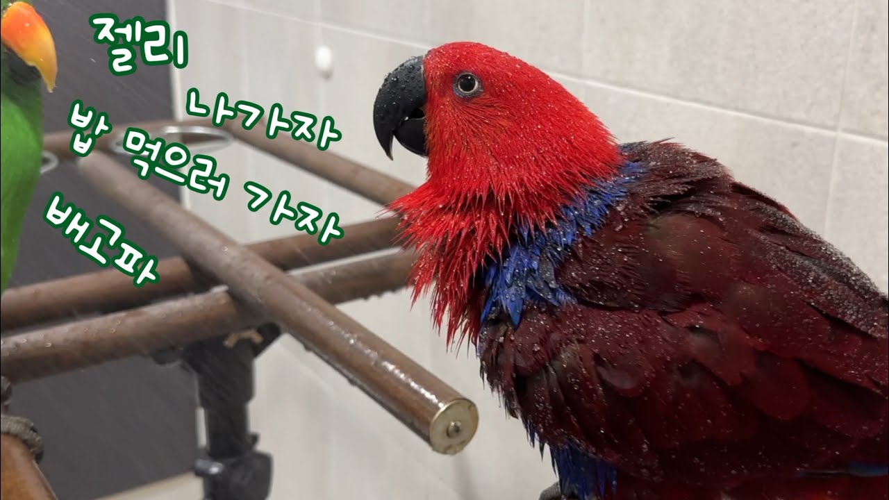 [지구젤리/일상] 씻고 싶은 앵무새 vs 나가고 싶은 앵무새