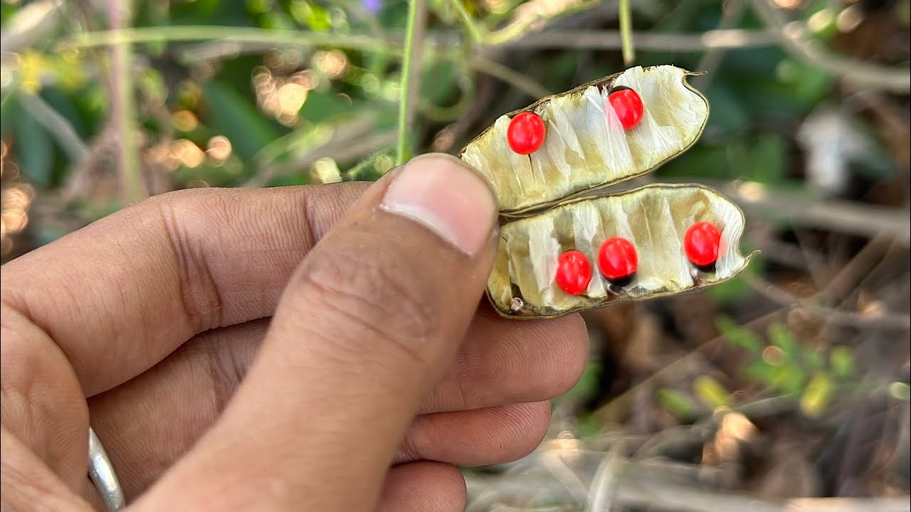 इसका चमत्कार जनोगे तो पैरो तले ज़मीन खिसक जाएगा ? धन को चुंबक की तरह खींचता है//