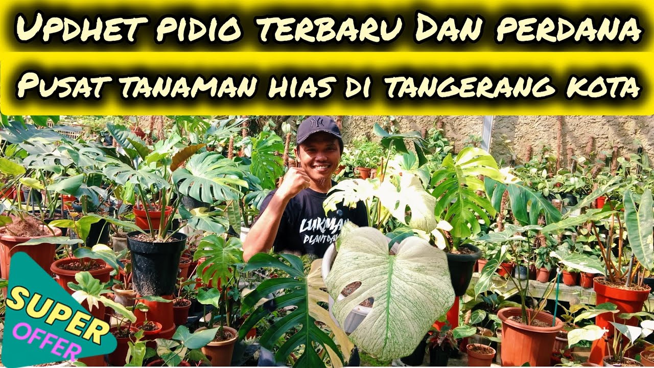 UPDHET PIDIO TERBARU DAN PERDANA‼️PUSAT TANAMAN HIAS DI TANGERANG KOTA