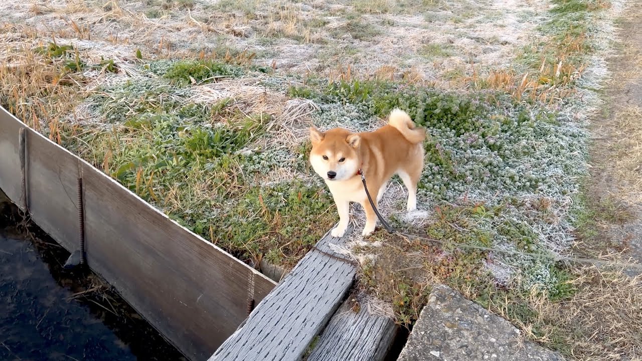 柴犬ジョンちゃんの寒い朝