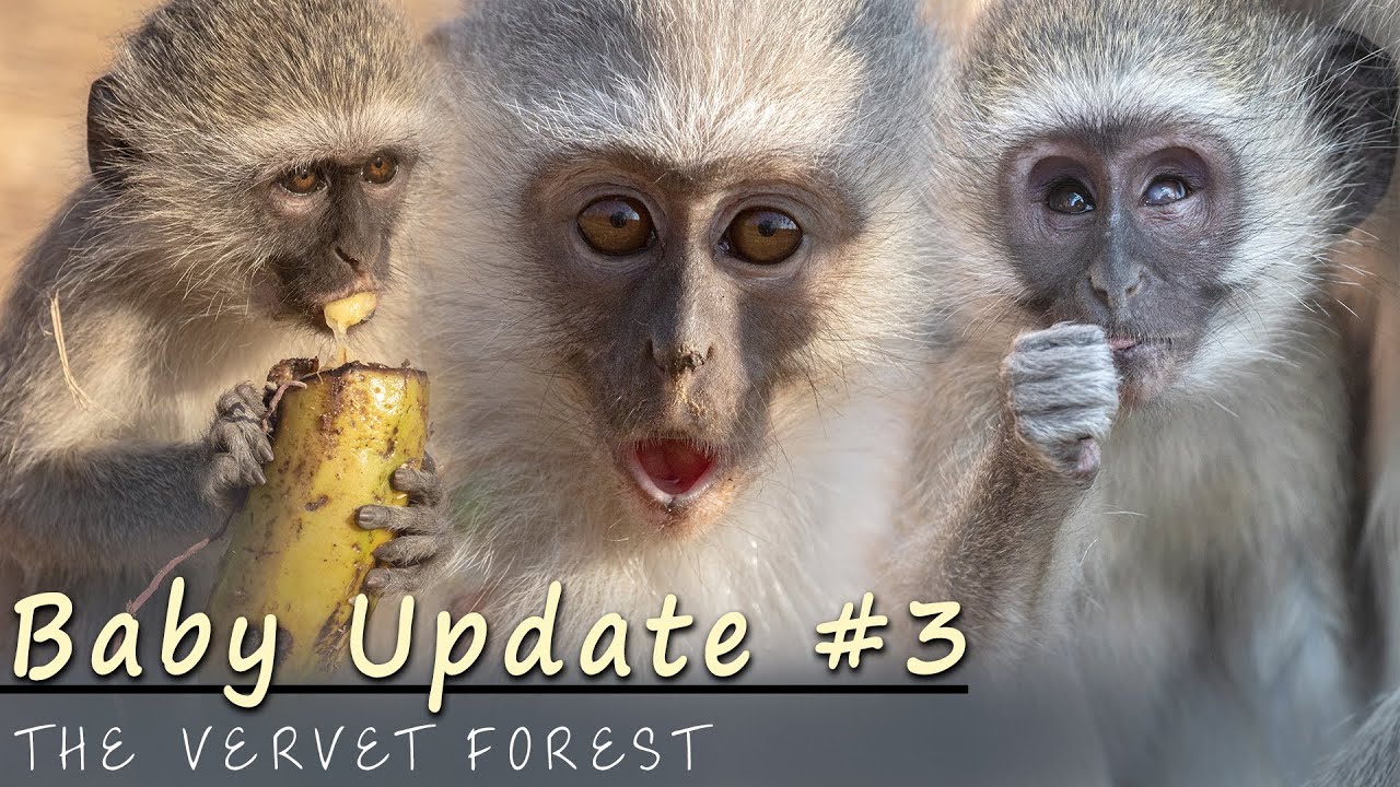 Baby Monkeys In Troops Update - Part 3 - Vervet Forest