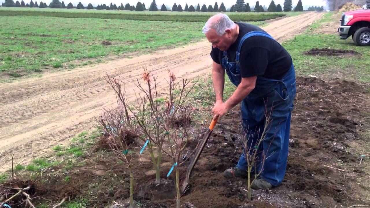 Growing Plants In Beds