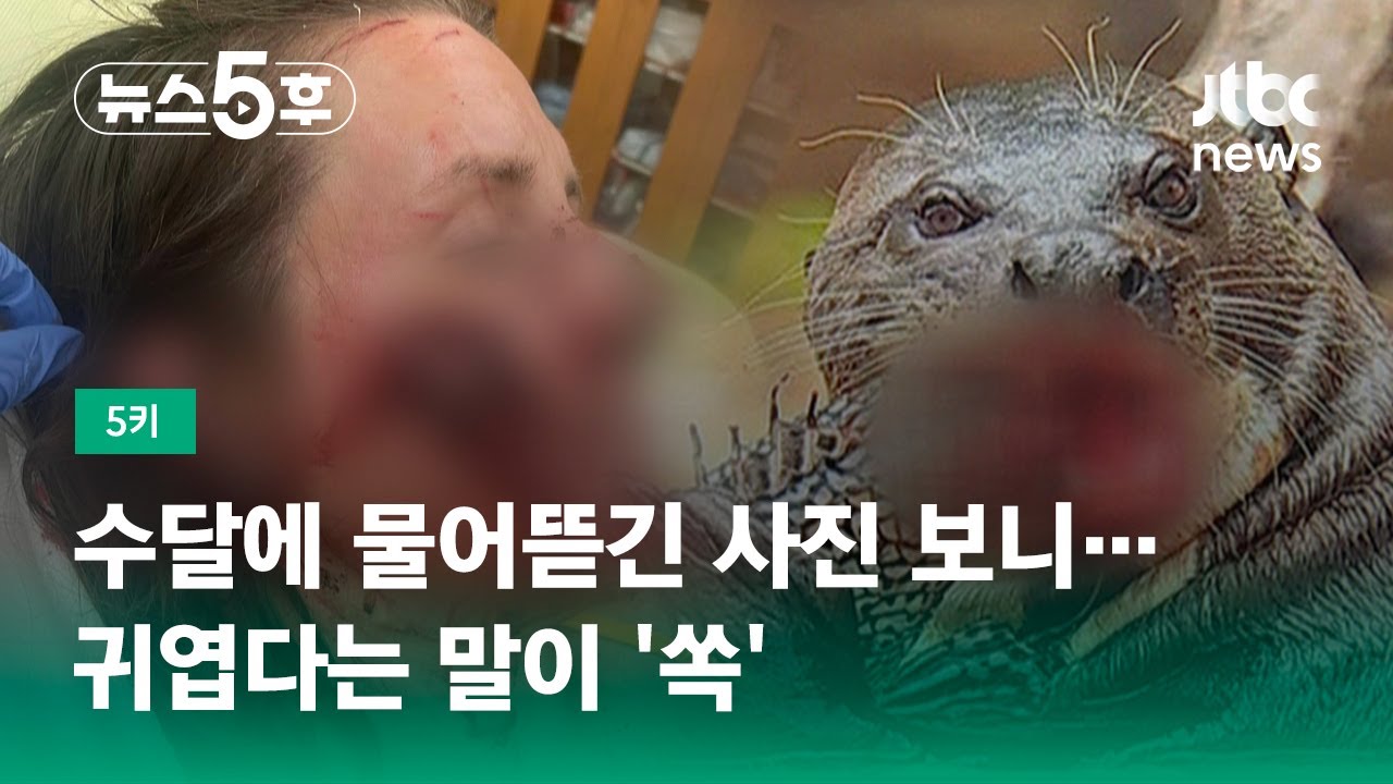 그냥 '귀요미'인 줄 알았는데&hellip;맹수 수달의 공격 본능 #5키 / JTBC 뉴스5후