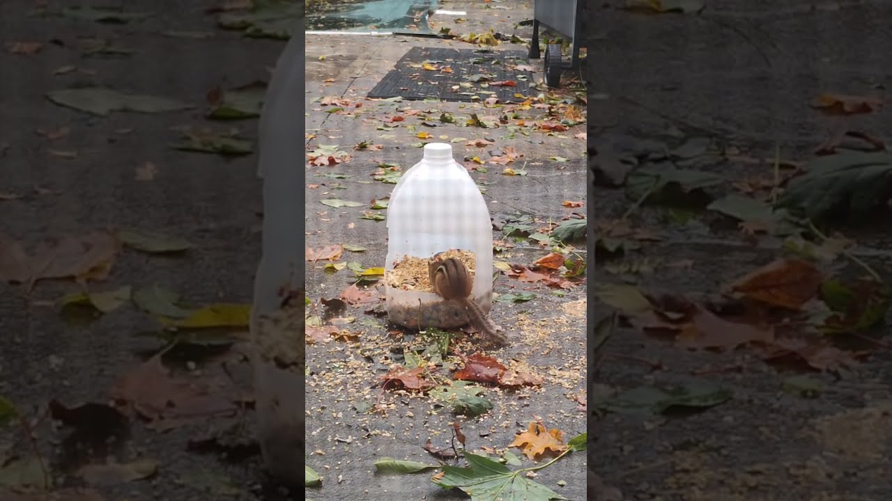 Critters snacking