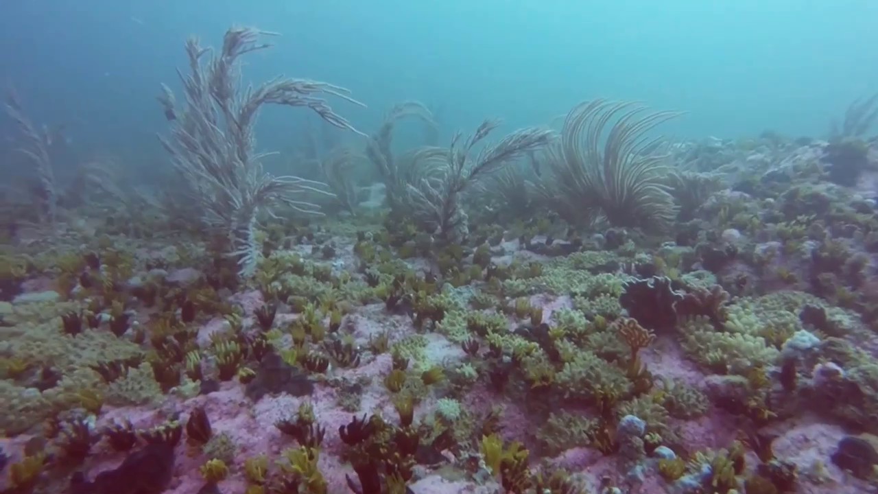 Scuba Diving Steenbras Deep in Gordon's Bay -  Reef 2