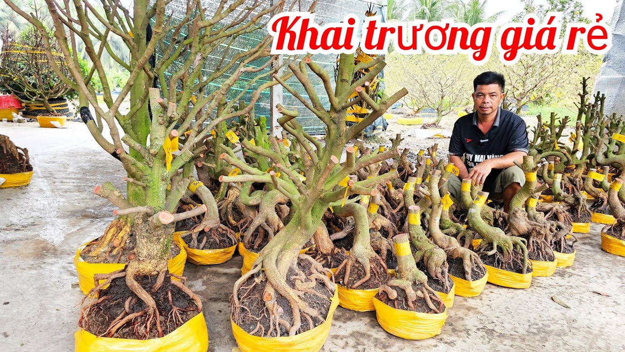 A Duy 📲 0384834321 trực búp măng dáng long mai giảo Thủ Đức giá rẻ 19/2 mùng 3 Tết (@MaivàngQuêdừa)