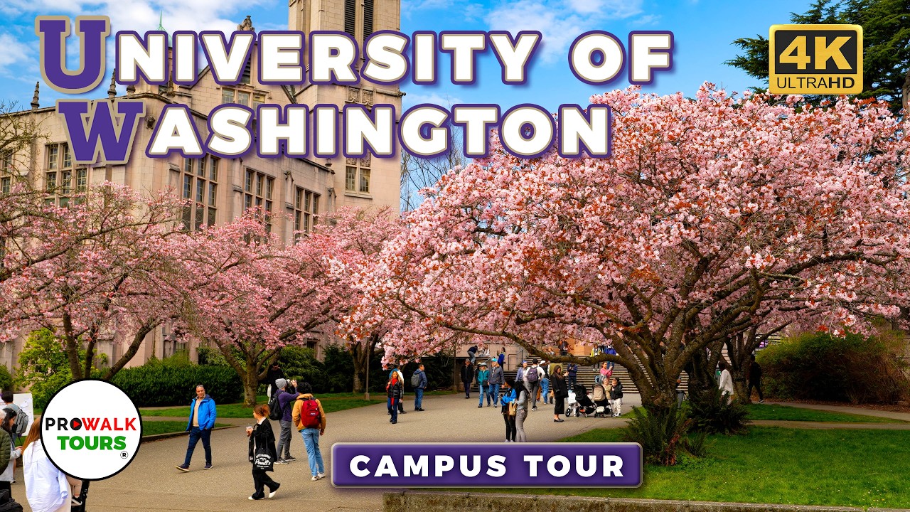 University of Washington Campus Tour 🌸 Cherry Blossoms in The Quad - Seattle, WA