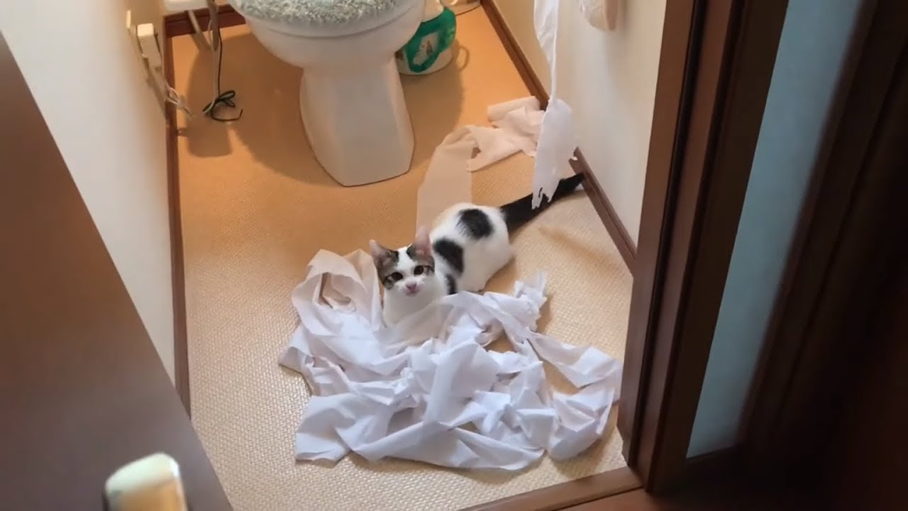 豆大福のイタズラもここまでくると笑うしかない