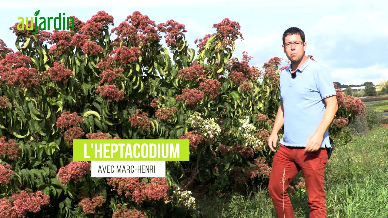 HEPTACODIUM de CHINE, un ARBUSTE à  FLEURS pour ÉGAYER l'AUTOMNE