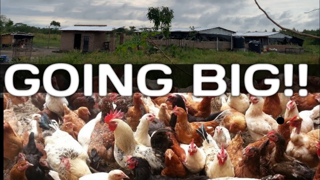 10000 LOCAL CHICKEN FARM EP. 2 - 2023 Successful Story