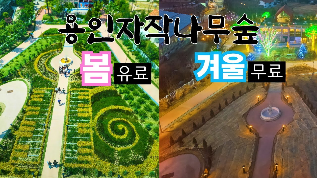 용인자작나무숲의 봄과 겨울