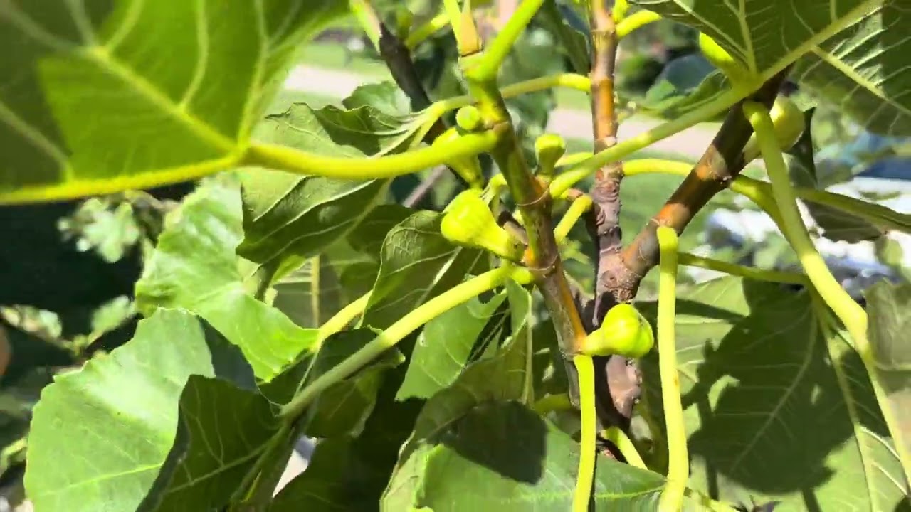 My fig trees June 8, 2025.  Cicada invasion