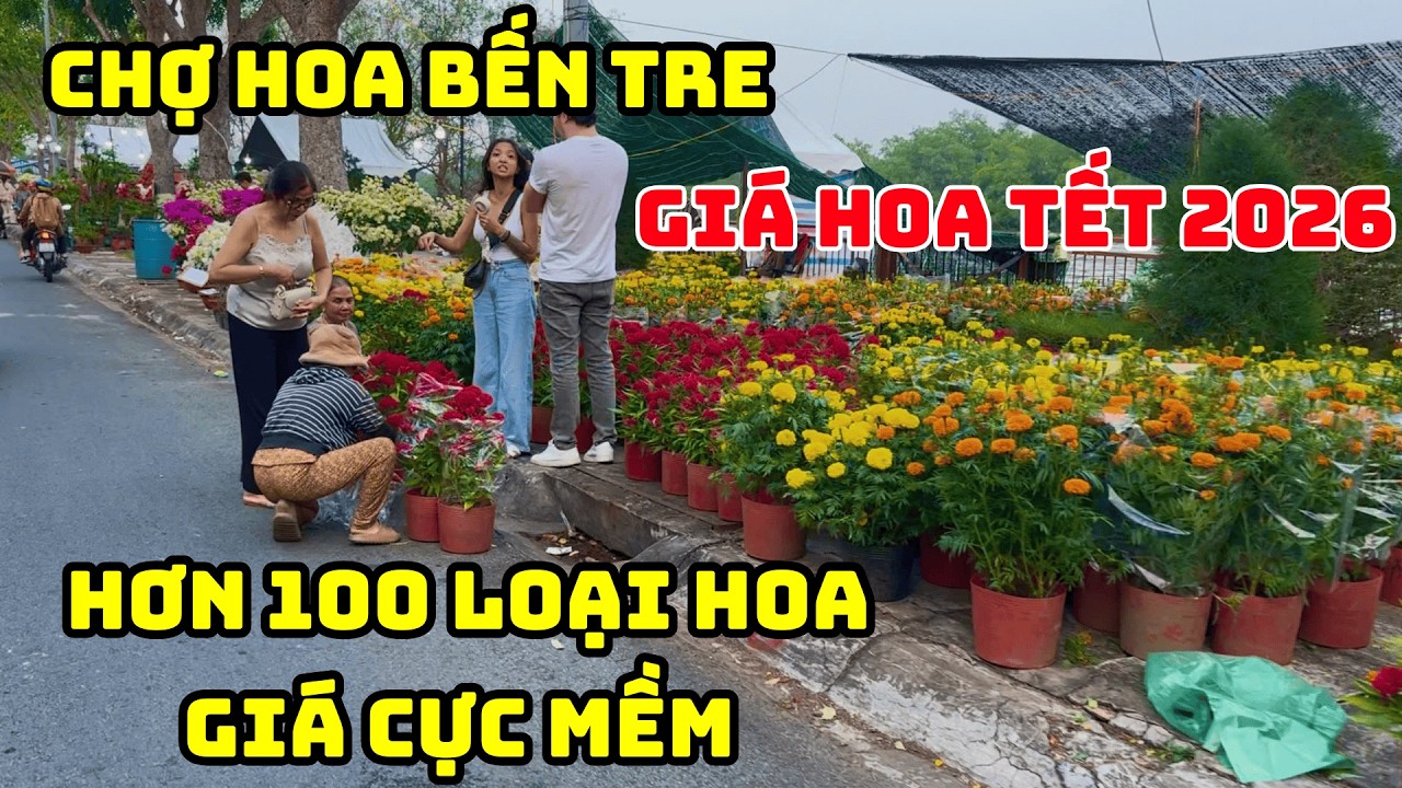 Mai khủng nhất chợ hoa Bến Tre – Quá to, quá đẹp, quá đắt!