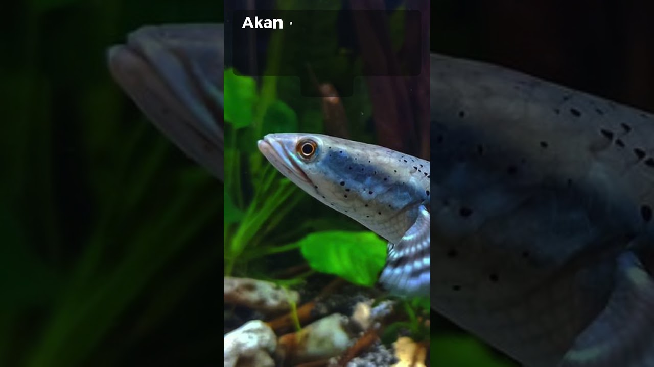 Arti mimpi menangkap ikan gabus kecil