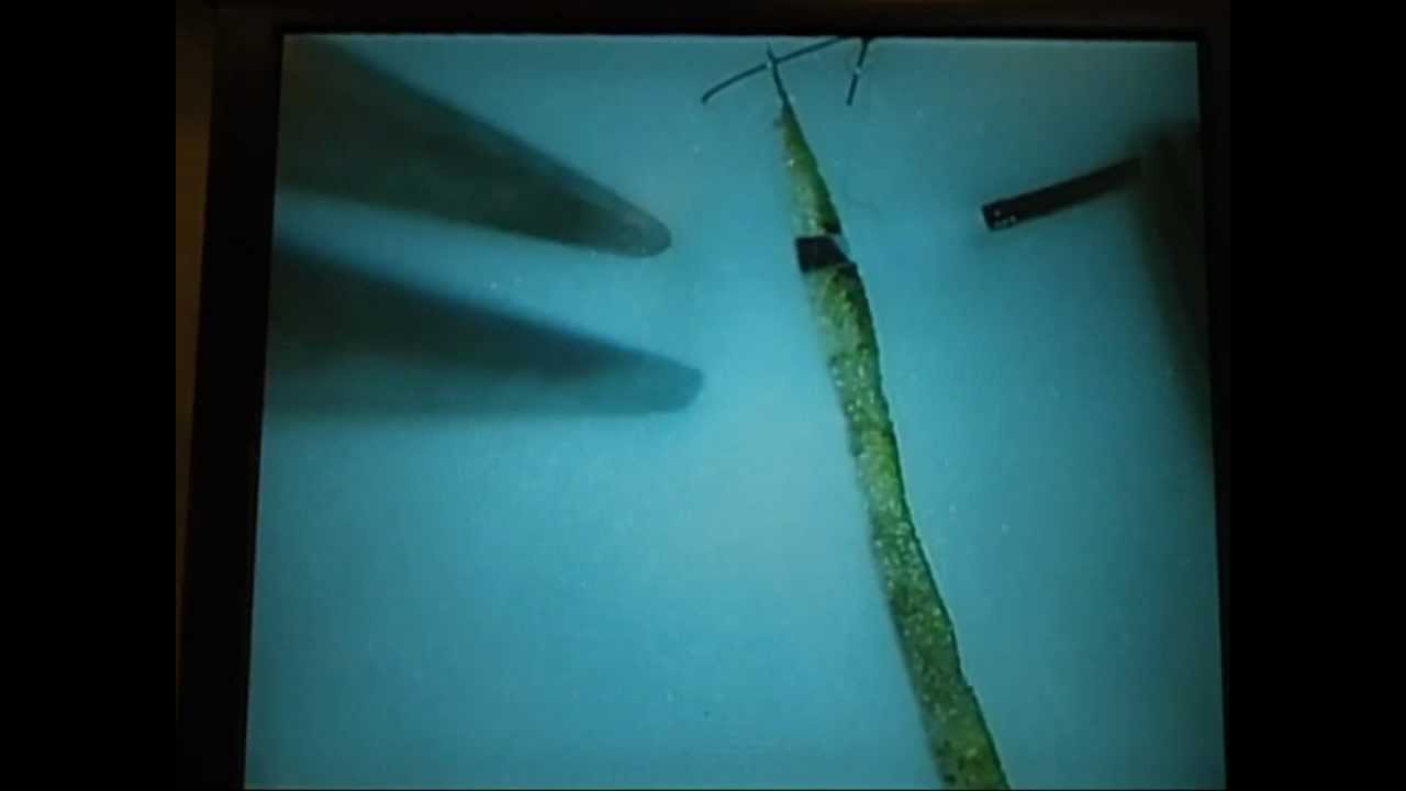 Microsurgery Tutorials. Lesson 1: The Basics. Earning Your Skills