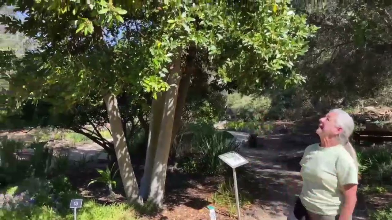 Have you ever cooked with bay leaves? Here is the Bay Tree