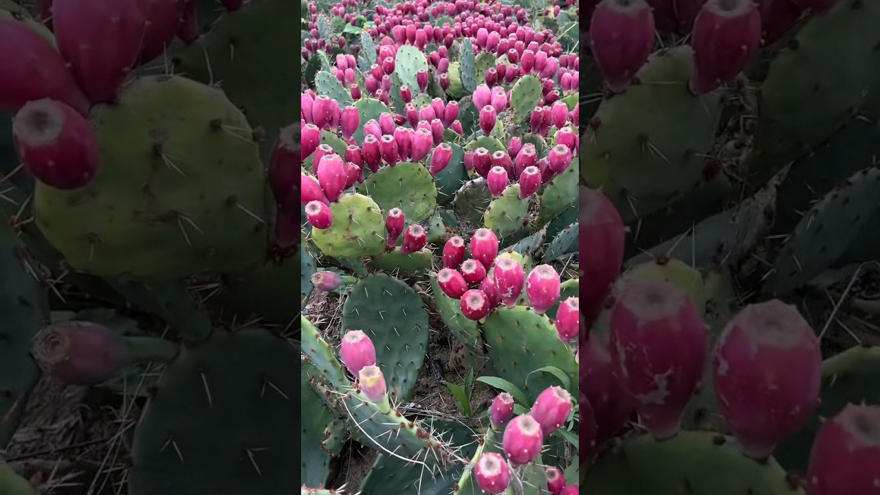 Lots of cactus fruits #cactus #fruit #amazing