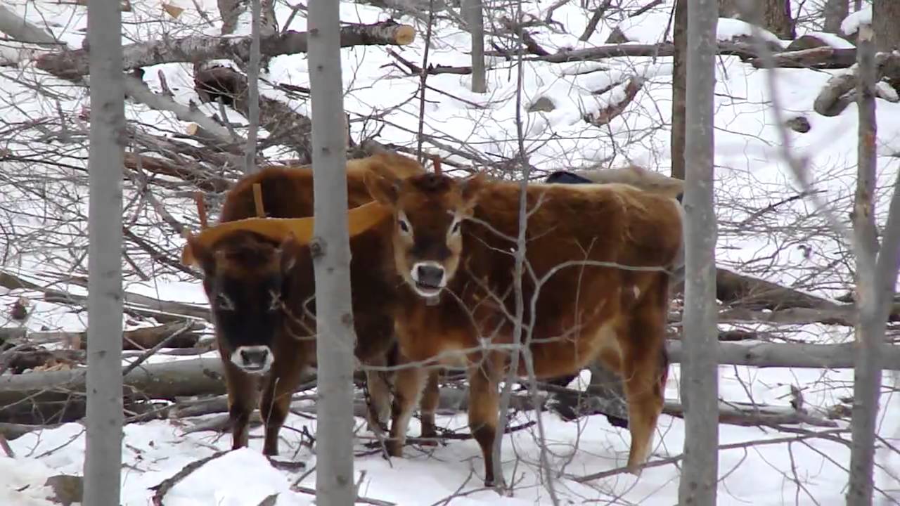 Young Oxen At Work