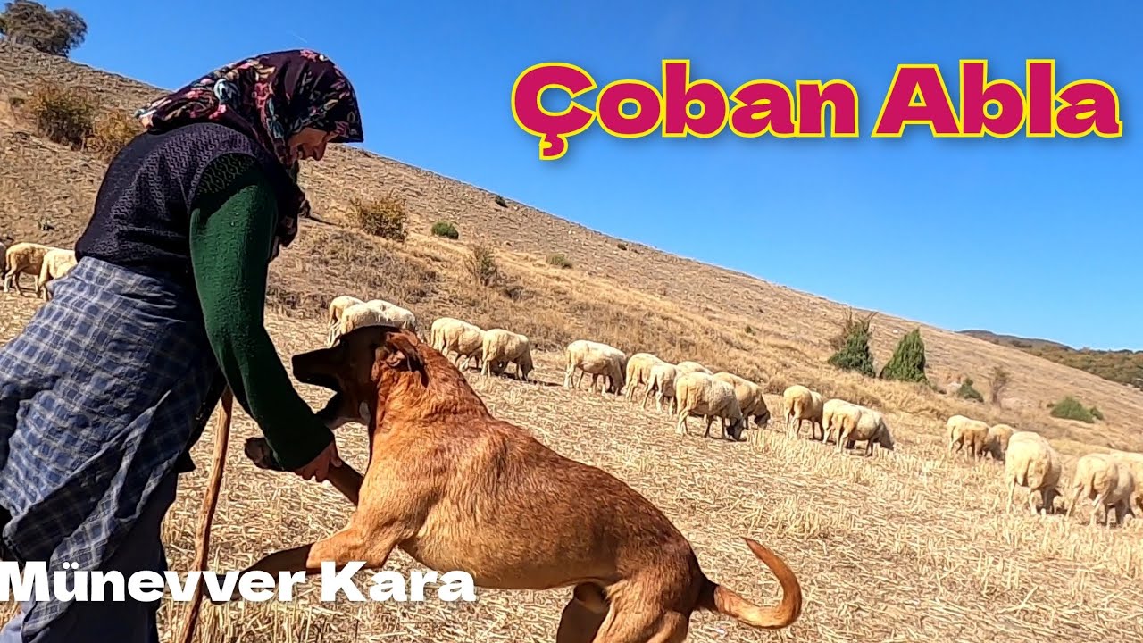 90 Adet Koyunu 1 Tane Köpeği ile Çobanlık Yapan Münevver Abla #hayvancılık
