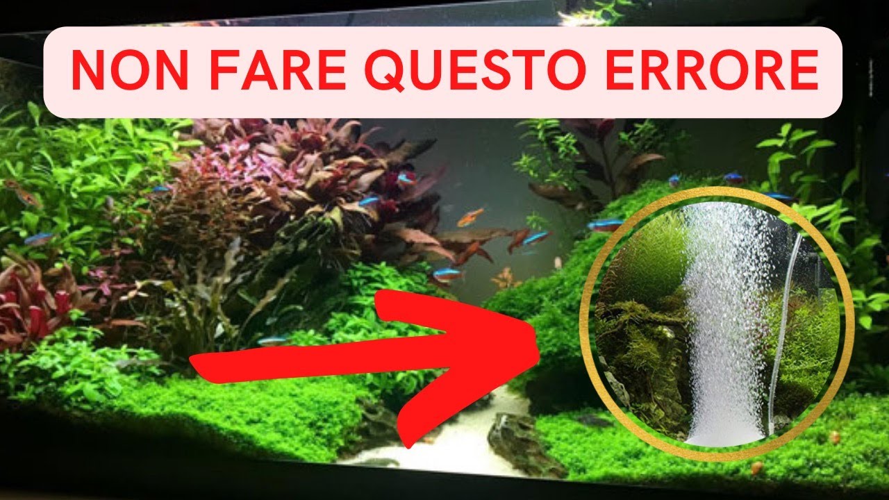 Aeratore in acquario? Ecco perché NON dovresti utilizzare QUASI MAI un ossigenatore