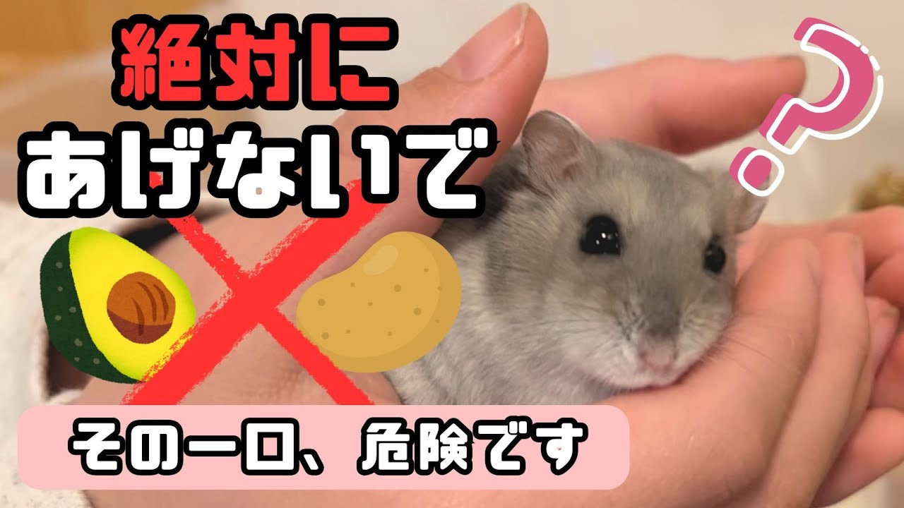 【保存版】ハムスターNG食品まとめ｜野菜・果物・加工食品の危険な理由