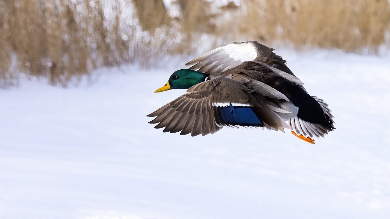 Canard colvert en hiver / Mallard in Winter