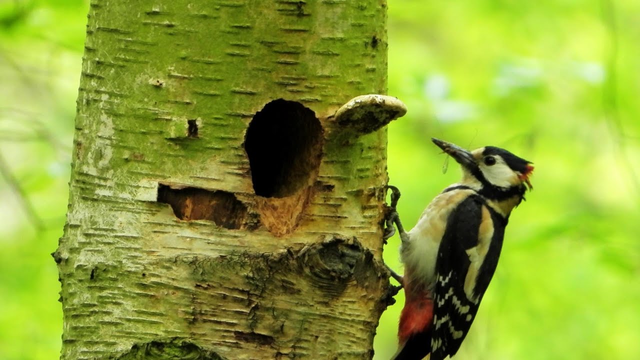 Five Nests, Two Men & One Wood: May 30th 2021.