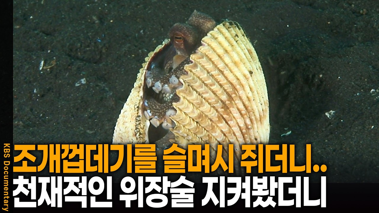 눈치보더니 '스윽..' 천재 문어의 소름 돋는 위장술 직접 지켜봤더니 | KBS 환경스페셜 20071121 방송