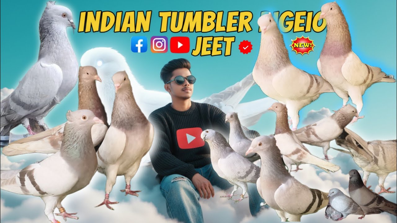 নতুন কালেকশন 😮 বিস্কুট জুটি পায়রা 🔥💥 বন্ধুর জন্য এনে দিলাম 😎😮