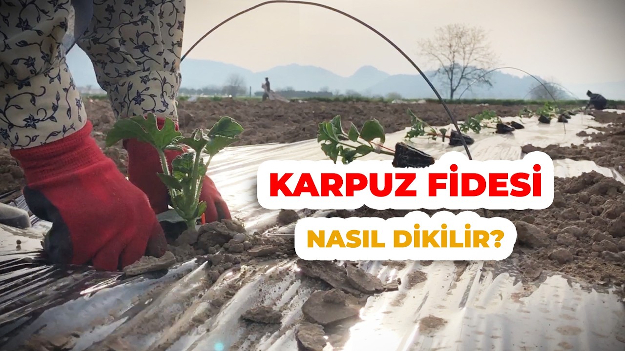 Karpuz Fidesi Dikimi Nasıl ve Ne Zaman Gerçekleştirilir? Ekimden Hasada Kadar Karpuz Yetiştiriciliği