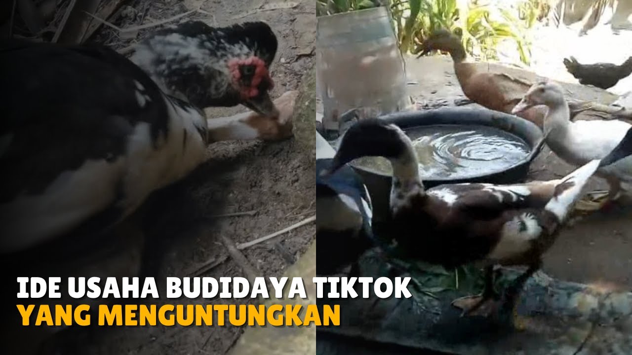 IDE USAHA TERNAK ITIK DAN ENTOK (TIKTOK) YANG MENGUNTUNGKAN