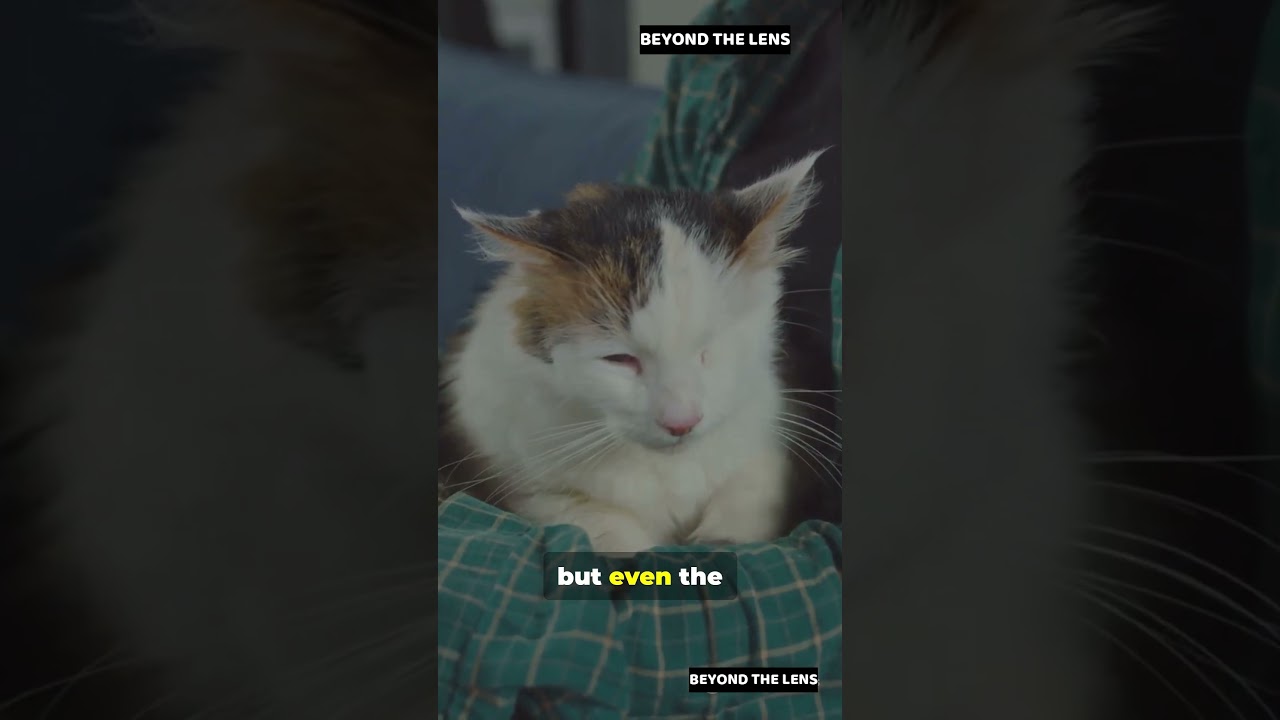 15 Divine Signs Your Cat is a Messenger from God 😲✨